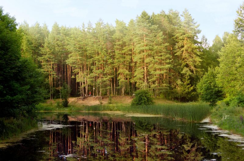 A tranquil forest lake in Belarus with vivid reflections of lush greenery under a bright sky.